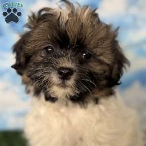 Chevelle, Shih-Poo Puppy